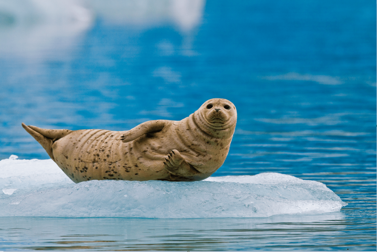 National Geographic Sea Lion Wild Alaska Escape Juneau to Sitka